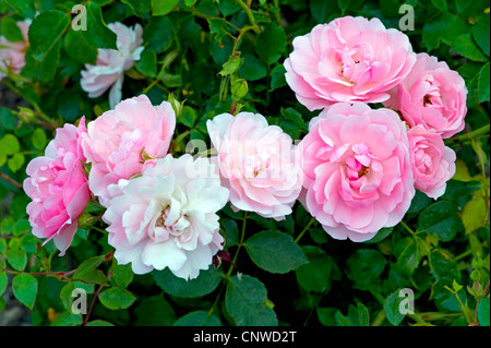 Rose ornamentali (Rosa Bonica 82), cultivar Bonica 82 Foto Stock