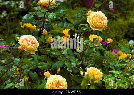 Rose ornamentali (Rosa Crown Princess Margareta), rambler Crown Princess Margareta Foto Stock