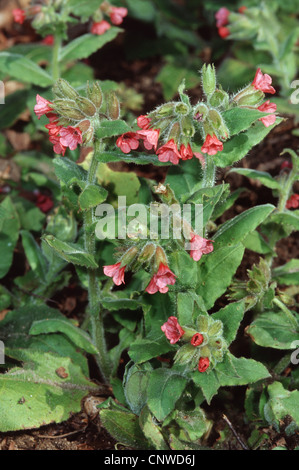 Rosso (lungwort Pulmonaria rubra), fioritura Foto Stock