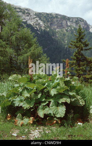 Del fratello di rabarbaro (Rumex alpinus), fioritura Foto Stock