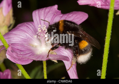 Buff-tailed Bumble Bee (Bombus terrestris), sulla ricerca di malva di nettare, Germania Foto Stock