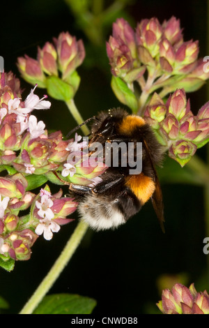 White-tailed Bumble Bee (Bombus lucorum), seraching di nettare a Origanum vulgare, Germania Foto Stock