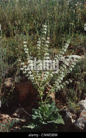 Argento salvia (Salvia argentea), fioritura Foto Stock