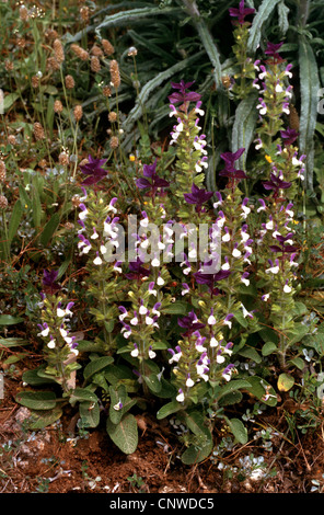 Rosso-sormontato sage, annuale salvia, Barbablù, dipinto di salvia, salvia Barbe-bleue, wild clary (Salvia viridis, Salvia horminum), fioritura Foto Stock