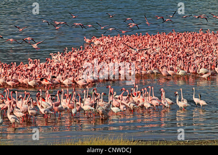 Fenicottero maggiore (Phoenicopterus roseus, Phoenicopterus ruber roseus), masse nel lago Bogoria, Kenya, il lago Bogoria Foto Stock