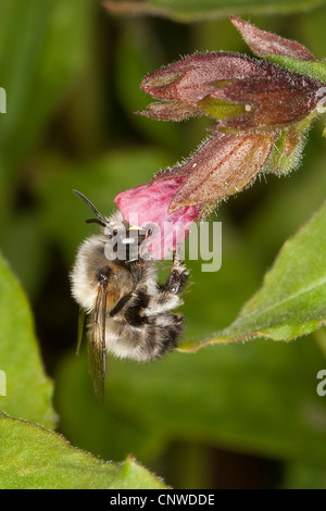 Centrale comune fiore europeo bee (Anthophora acervorum, Anthophora plumipes), maschio alla ricerca di nettare di un fiore di Pulmonaria officinalis, Germania Foto Stock