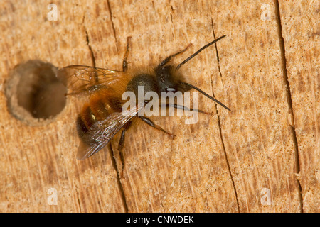 Red mason bee (Osmia rufa, la Osmia simum), seduta in corrispondenza di un foro di un nido artificiale box, Germania Foto Stock