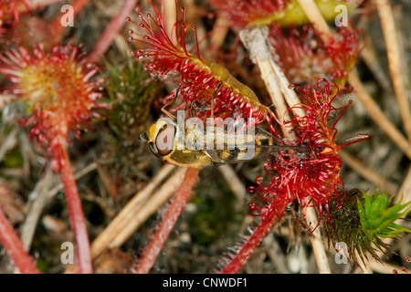 Round-lasciava sundew, roundleaf sundew (drosera rotundifolia), foglie adesive con catturato hoverfly, Germania Foto Stock