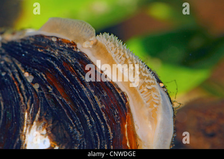 Pittore della cozza (Unio pictorum, Pollicepes pictorum), il sifone, Germania Foto Stock