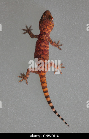 Bagno turco gecko, Mediterraneo gecko (Hemidactylus turcicus), i capretti in un bicchiere di latte, Turchia Antalya Foto Stock