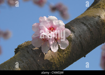 Mandorla amara (Prunus amygdalus), fioritura, in Germania, in Renania Palatinato, Palatinato Foto Stock