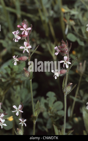 Inglese catchfly, piccolo fiore (catchfly Silene gallica), fioritura, Germania Foto Stock