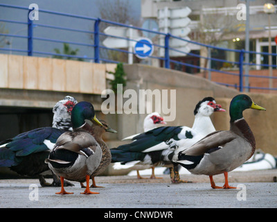Il germano reale (Anas platyrhynchos), gruppo di uccelli nella città in piedi su asfalto guardando nella direzione evidenziato da un segno di traffico Foto Stock