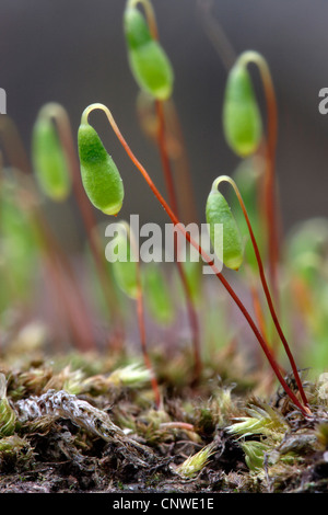 Pohlia nutans (Pohlia nutans), capsule, in Germania, in Renania settentrionale-Vestfalia Foto Stock