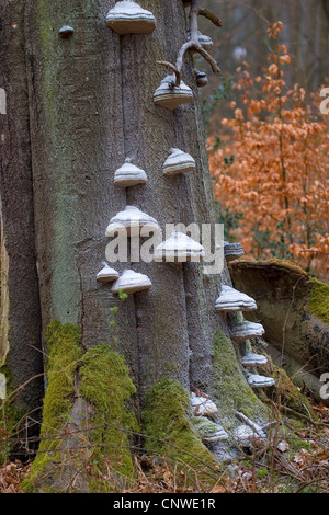 Zoccolo fungo, tinder staffa (Fomes fomentarius), di corpi fruttiferi, in Germania, in Renania settentrionale-Vestfalia Foto Stock
