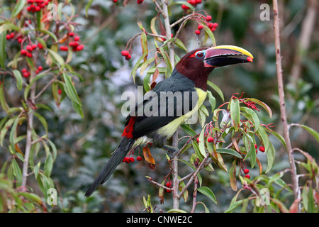 Aracari verde (Pteroglossus viridis), si nutrono di frutti di bosco Foto Stock