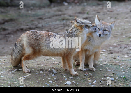 Swift fox, kit volpe (Vulpes vulpes velox), due individui smooching Foto Stock