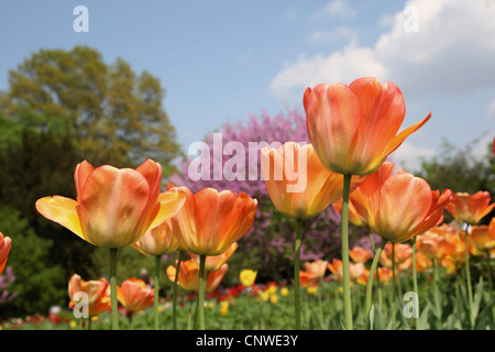 Giardino in comune tulip (Tulipa gesneriana), fiori d'arancio Foto Stock