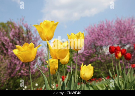 Giardino in comune tulip (Tulipa gesneriana), fiori di colore giallo Foto Stock
