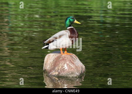 Il germano reale (Anas platyrhynchos), maschile seduto su una roccia in uno stagno, Germania Foto Stock