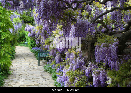 Cinese (Glicine Wisteria sinensis), che fiorisce con una panchina da giardino, Germania Foto Stock