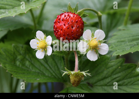 Fragole, fragole di bosco, boschi fragola (Fragaria vesca), con fiori e frutta, Germania Foto Stock