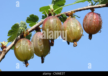 Wild uva, uva spina europea (Ribes uva-crispa), uva spina su un ramoscello , Germania Foto Stock