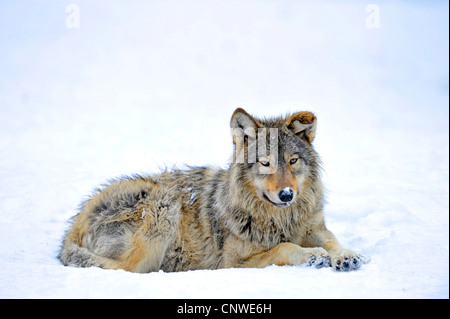 Valle di Mackenzie Wolf, Rocky Mountain Wolf, Alaskan Tundra Wolf o legname canadese Lupo (Canis lupus occidentalis), pup giacente nella neve, Canada Foto Stock