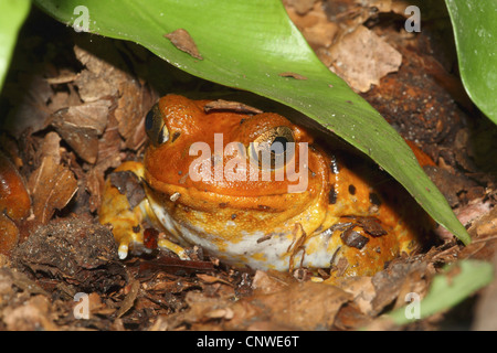 Falso rana pomodorro (Dyscophus guineti), seduta sul suolo della foresta sotto una foglia Foto Stock