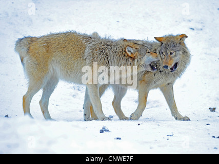 Valle di Mackenzie Wolf, Rocky Mountain Wolf, Alaskan Tundra Wolf o legname canadese Lupo (Canis lupus occidentalis), cuccioli romping in snow, Canada Foto Stock