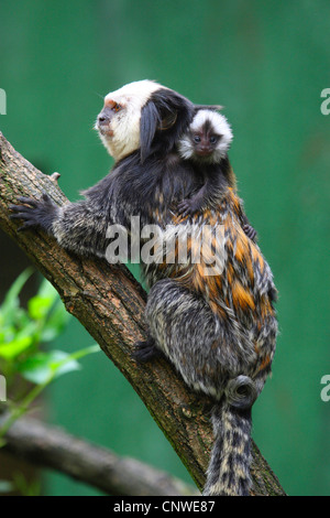 Di fronte bianco-Marmoset (callithrix geoffroyi), con cucciolo sulla sua schiena Foto Stock