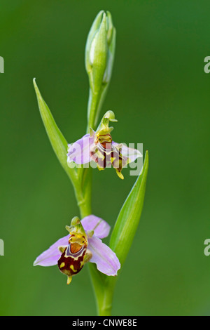 Bee orchid (Ophrys apifera), fioritura, Spagna, Balearen, Maiorca Foto Stock