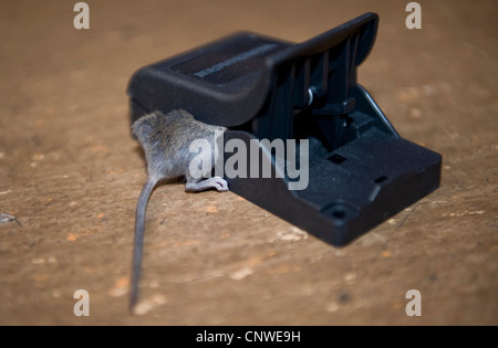 Casa mouse (Mus musculus), mouse in mousetrap Foto Stock