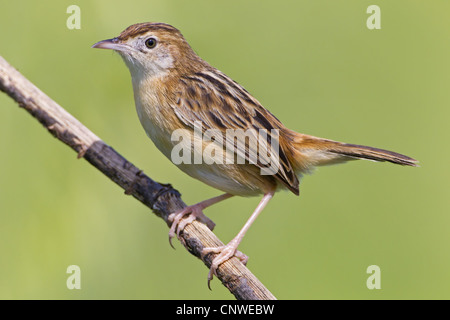 Zitting cisticola (Cisticola juncidis), seduto su un ramoscello, Spagna, Balearen, Maiorca Foto Stock