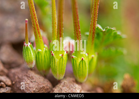 Comune di cicogna-bill, rosso-derivava filaree, pin di trifoglio (Erodium cicutarium), frutti, in Germania, in Renania Palatinato Foto Stock