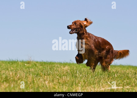 Irish rosso e bianco, Setter Setter Irlandese (Canis lupus f. familiaris), maschio in esecuzione in un prato Foto Stock