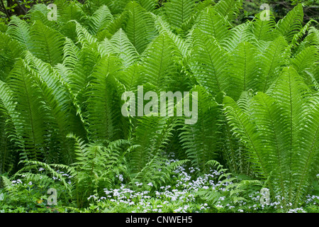 Struzzo europeo Fern (Matteuccia struthiopteris), gruppo, in Germania, in Renania settentrionale-Vestfalia Foto Stock