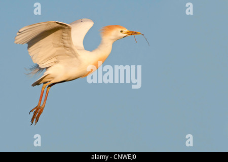 Airone guardabuoi, Buff-backed heron (Ardeola ibis, Bubulcus ibis), volare con materiale di nidificazione nel suo becco, Spagna, Balearen, Maiorca Foto Stock