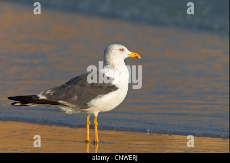 Gabbiano siberiano, Kola Lesser Black-backed Gull, Heuglin il gabbiano (Larus fuscus heuglini, Larus heuglini), in piedi in acqua poco profonda, Oman Foto Stock