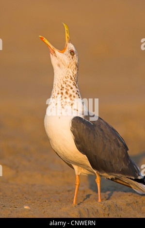 Gabbiano siberiano, Kola Lesser Black-backed Gull, Heuglin il gabbiano (Larus fuscus heuglini, Larus heuglini), in piedi in acqua poco profonda vocazione, Oman Foto Stock