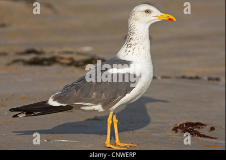 Gabbiano siberiano, Kola Lesser Black-backed Gull, Heuglin il gabbiano (Larus fuscus heuglini, Larus heuglini), in piedi in acqua poco profonda, Oman Foto Stock