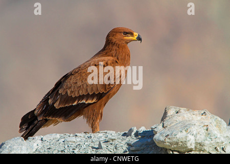 Steppa eagle (Aquila nipalensis, Aquila rapax nipalensis), seduta su una roccia, Oman Foto Stock