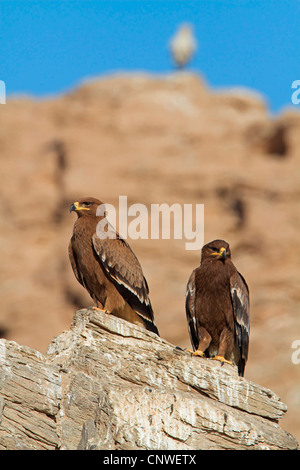 Steppa eagle (Aquila nipalensis, Aquila rapax nipalensis), seduta su una roccia, Oman Foto Stock