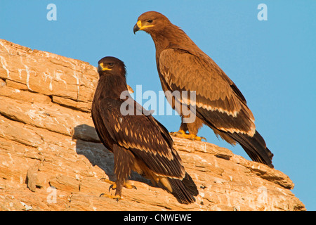Maggiore spotted eagle (Aquila clanga), seduta su una roccia, Oman Foto Stock