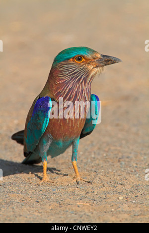 Rullo indiano (Coracias benghalensis), seduto a terra, Oman Foto Stock