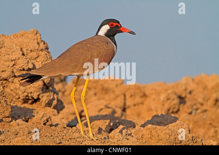 Rosso-wattled plover (Hoplopterus indicus, Vanellus indicus), in piedi, Oman Foto Stock