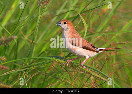 Indian silverbill (Lonchura malabarica), seduto su un orecchio di erba, Oman Foto Stock