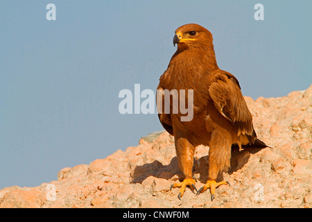 Steppa eagle (Aquila nipalensis, Aquila rapax nipalensis), seduto a terra, Oman Foto Stock