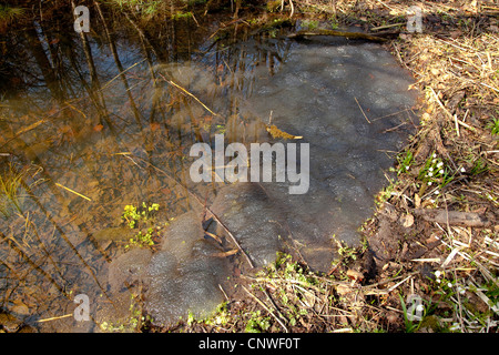 Rana comune, erba (rana temporaria rana), ca. un centinaio di spawn grumi nello stagno di una foresta di aree inondabili, in Germania, in Baviera, Isental Foto Stock