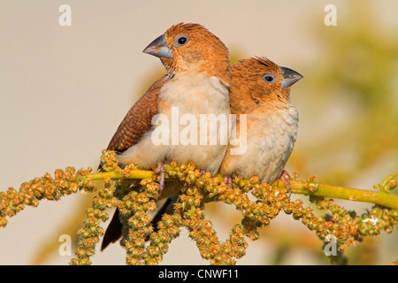 African silverbill (Lonchura cantans), giovane seduto su un orecchio gras, Oman Foto Stock